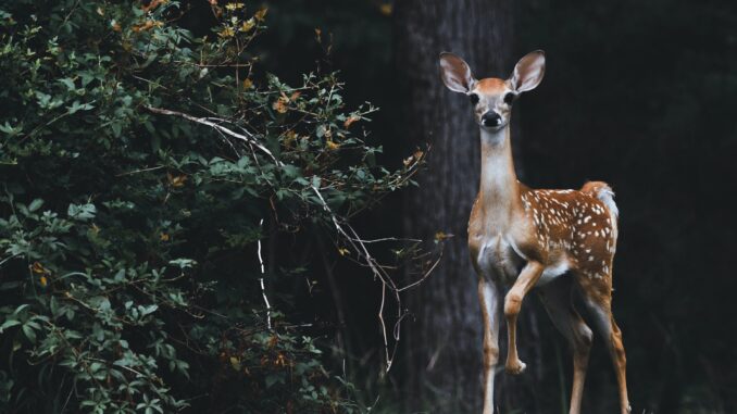 Photo by Scott Carroll on Unsplash.